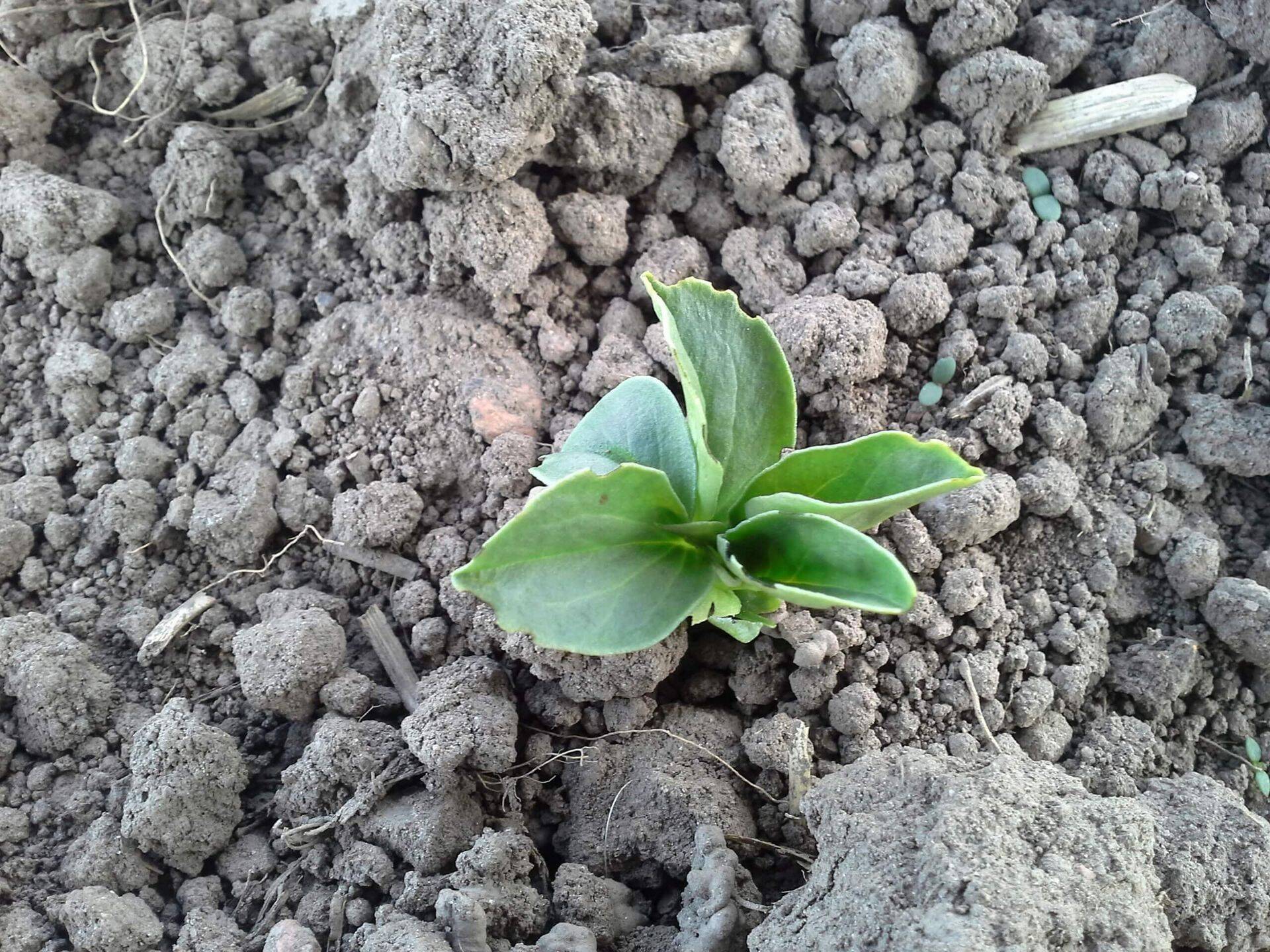 Hernekärsaka kahjustus