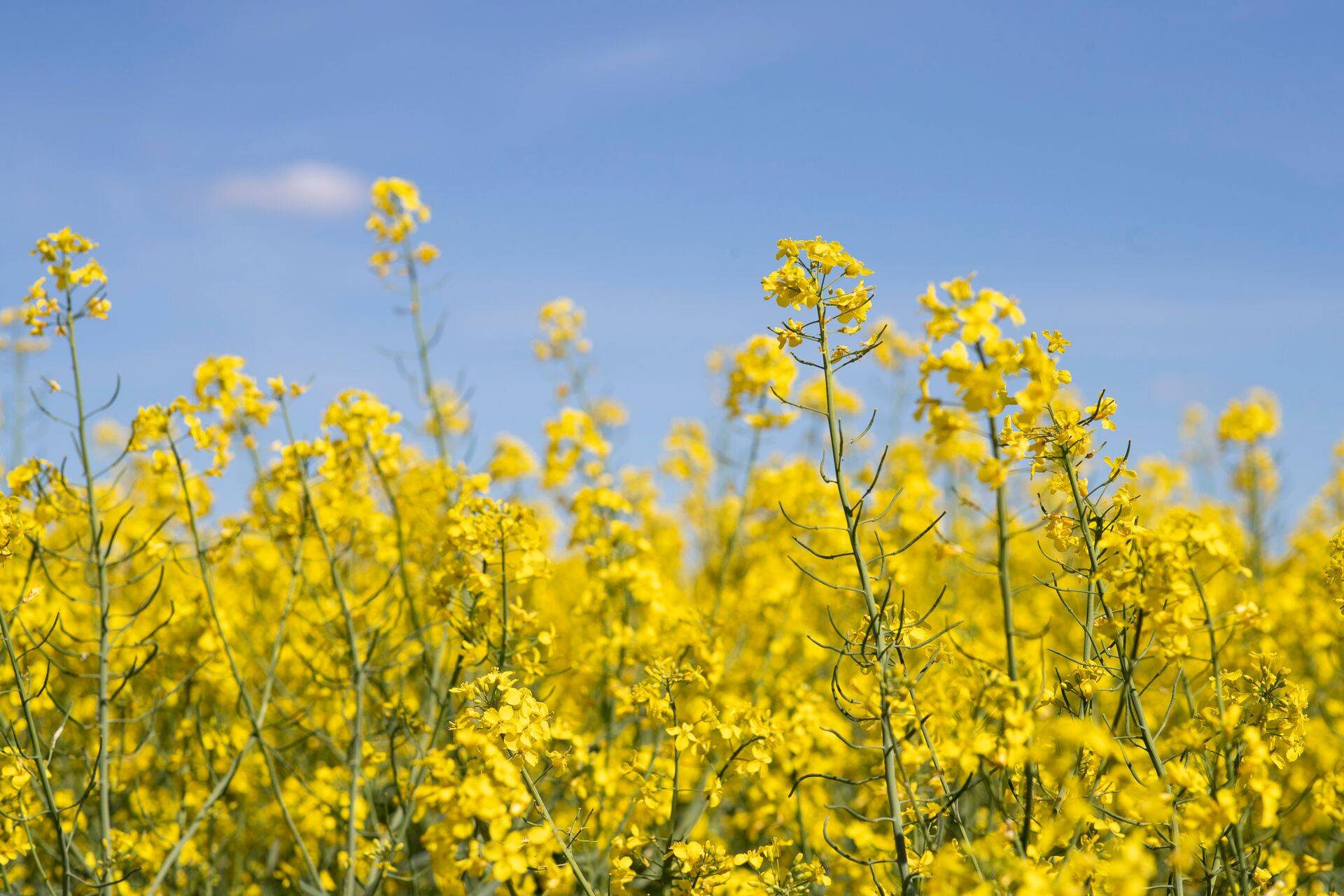 Maaettevõtlusfondi eesmärk on parandada bio- ja maamajandusettevõtete uurdepääsu kapitalile.