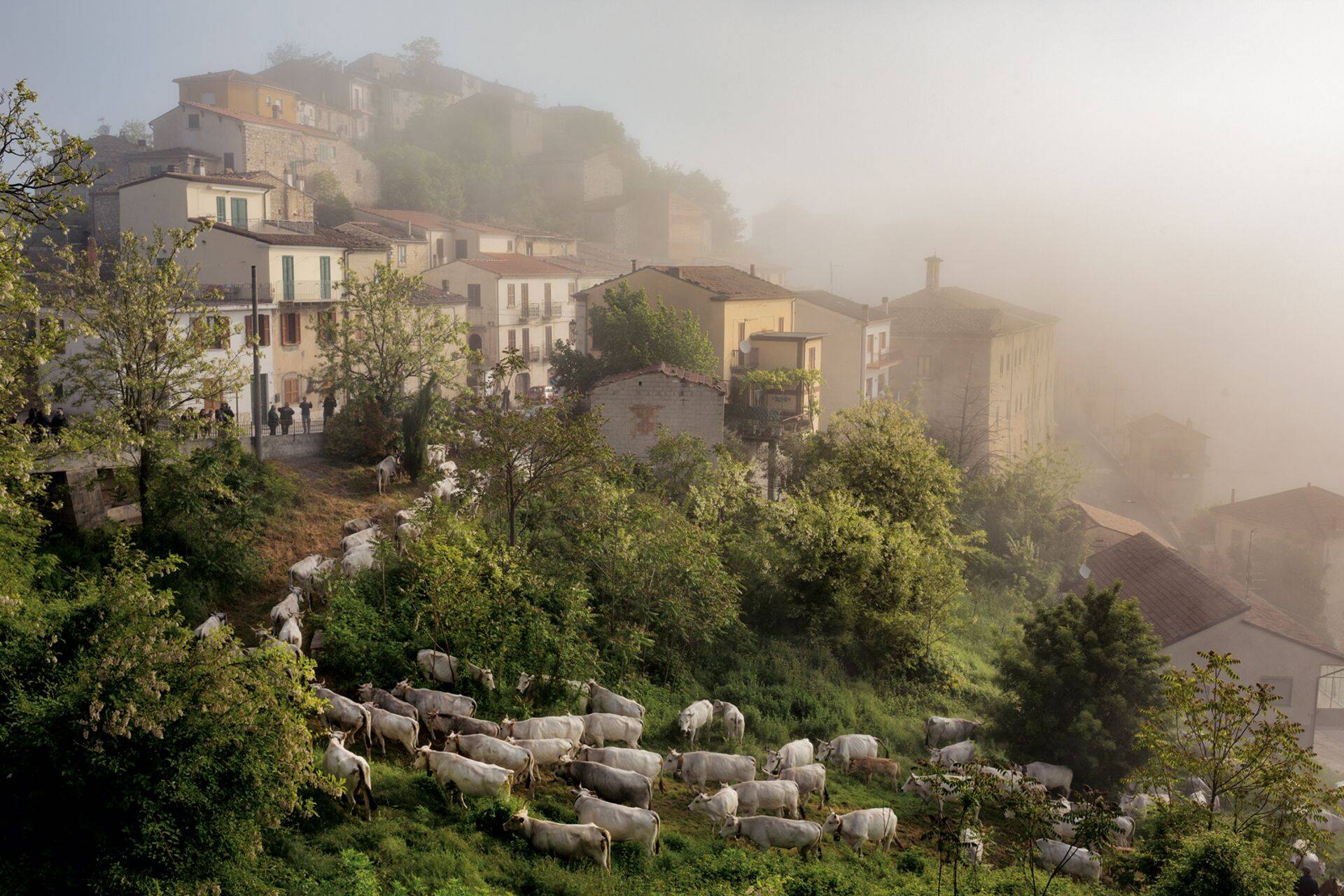 300-pealine kari jõuab Colantuonode rännaku viimasel päeval Castropignano külla.