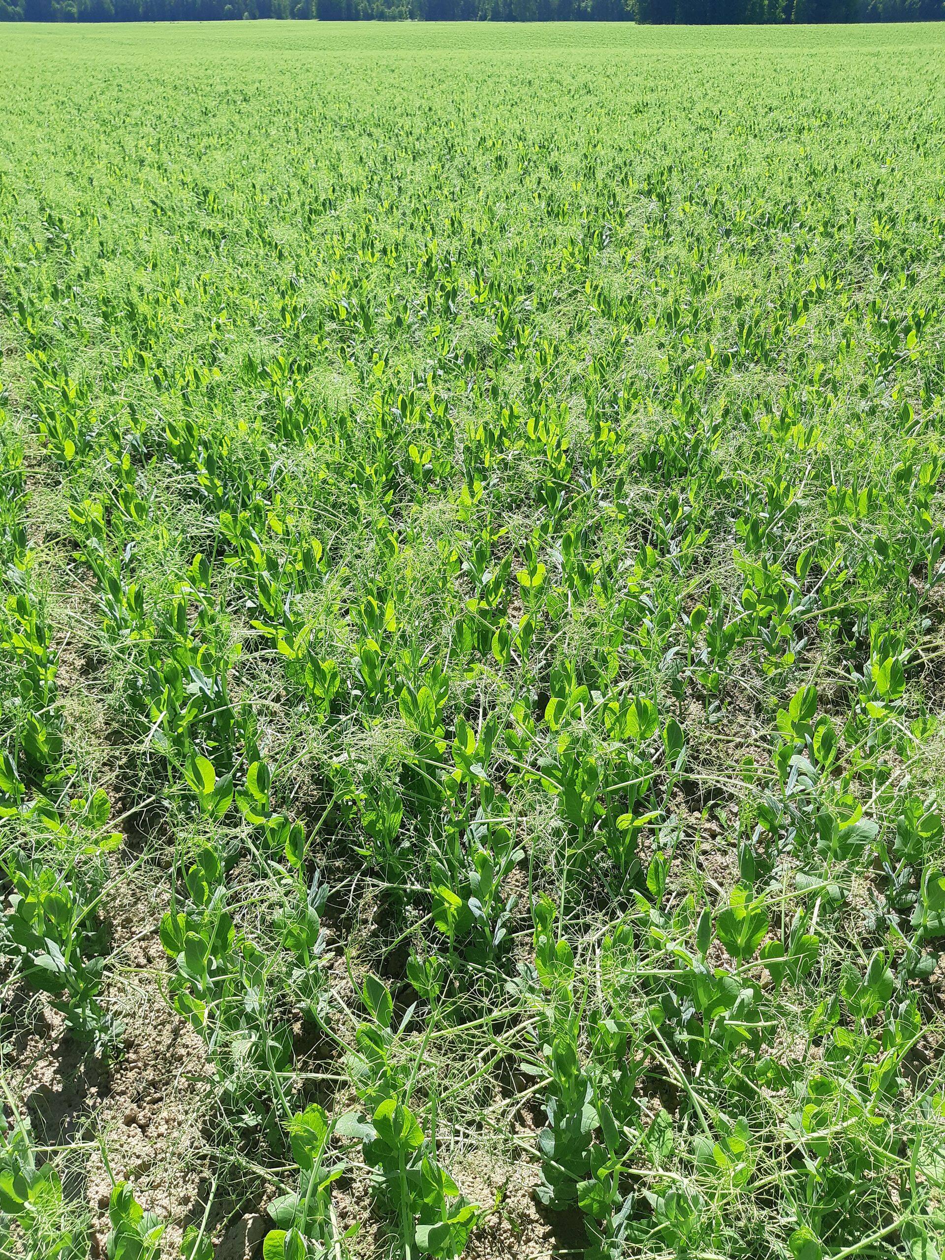 Põldhernes areneb samuti heas tempos.