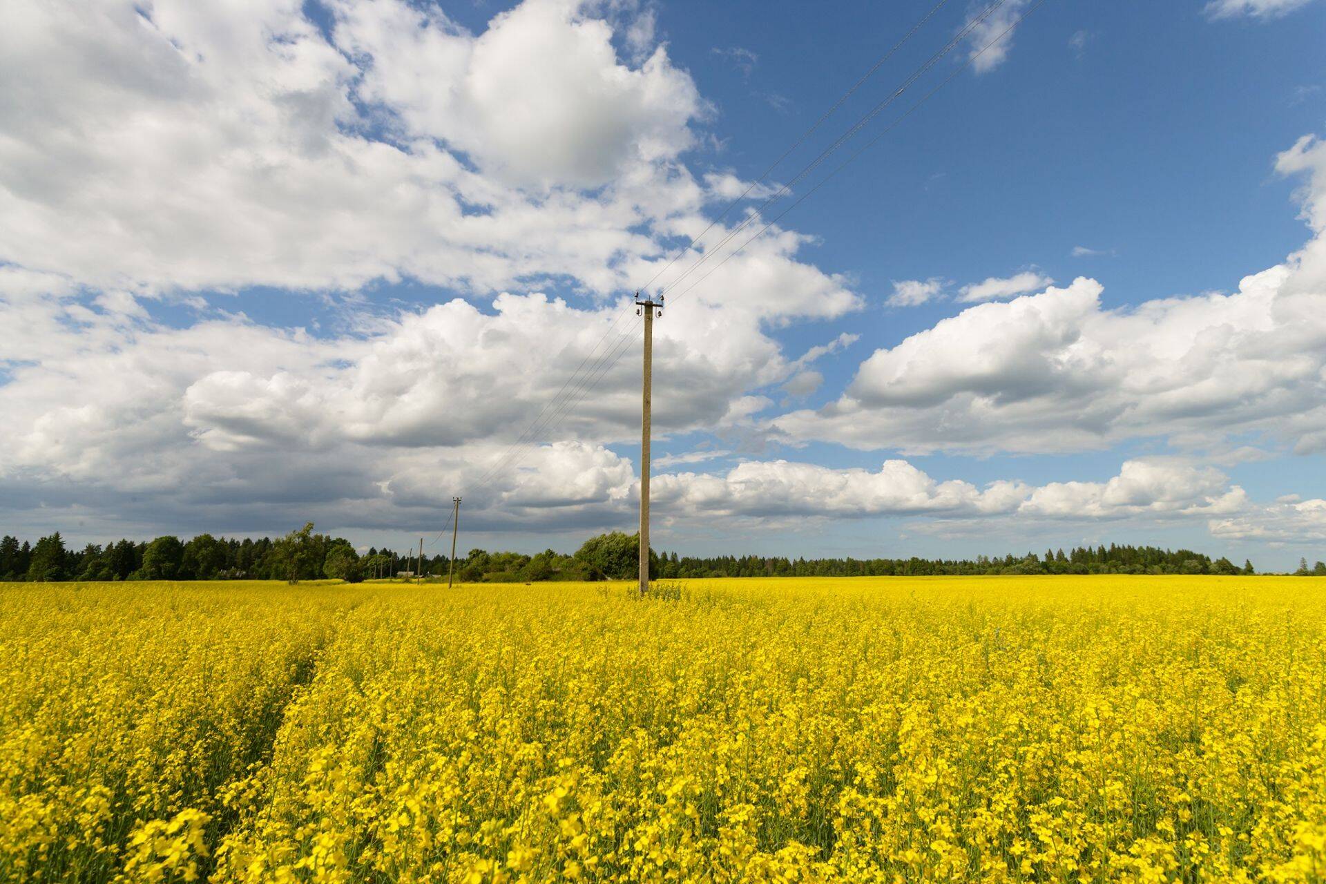 Hilissuvel ja sügise algul tekib ühe rohkem olukordi, kus kõrged põllutöömasinad sõidavad elektriliinidesse.