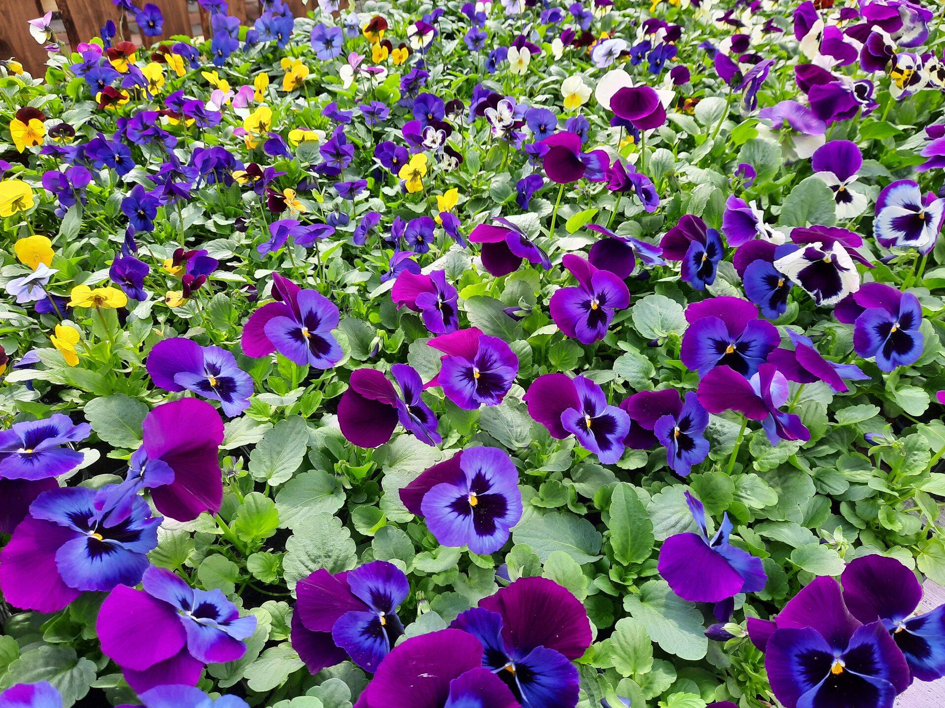 Katrin Valler on veendunud, et suvelill peab olema värvikirju.